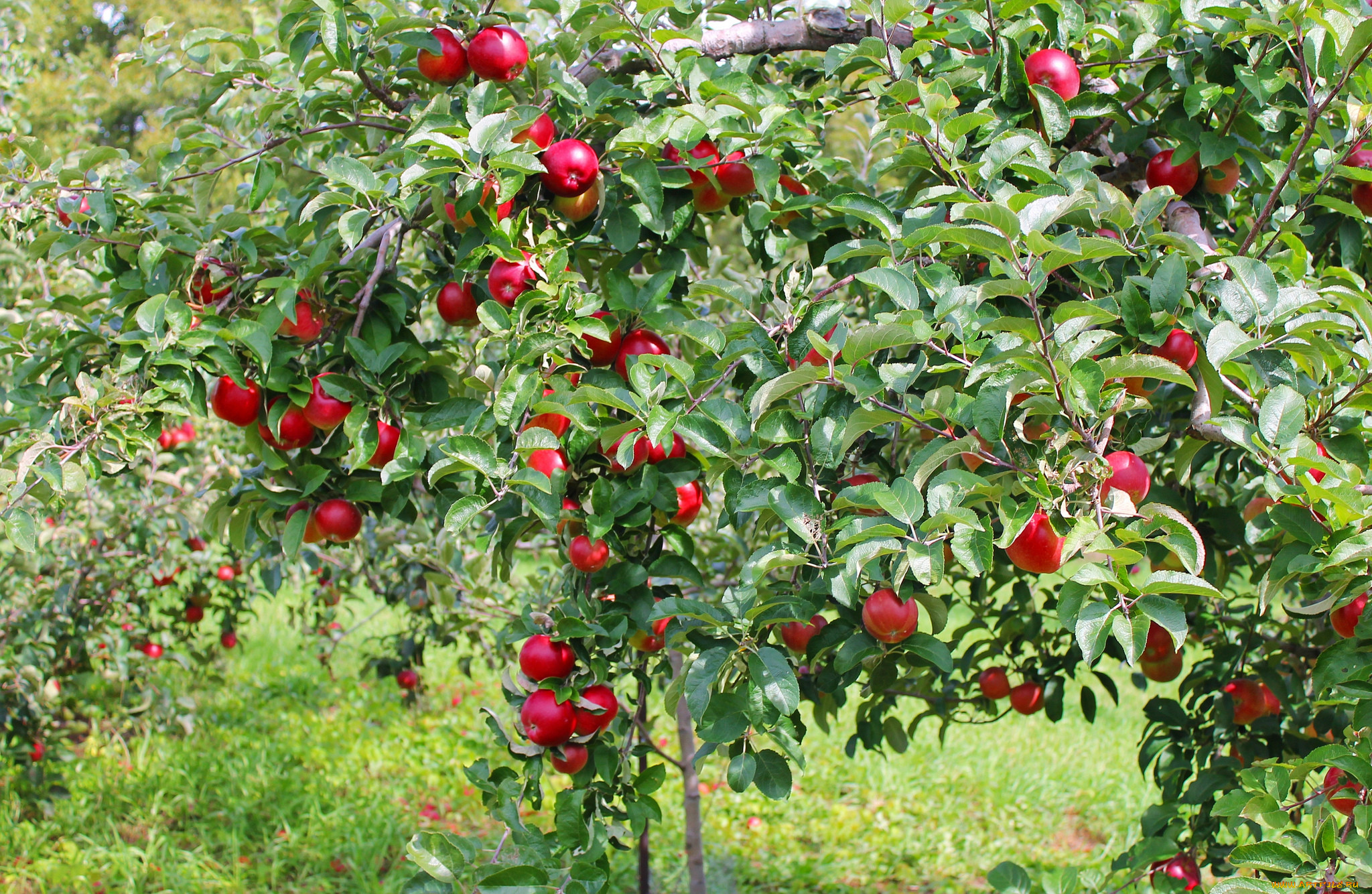 Яблоня дерево с плодами
